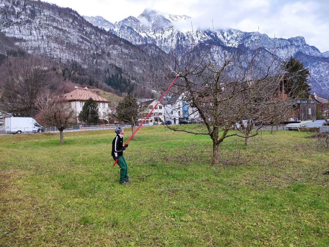 Andreas bei der Arbeit an einem Obstbaum mit Bergpanorama der Ostschweiz