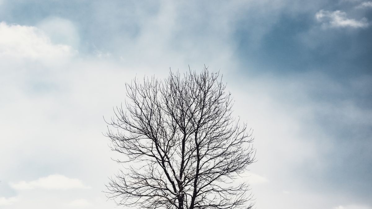 Kahler Obstbaum im Winter